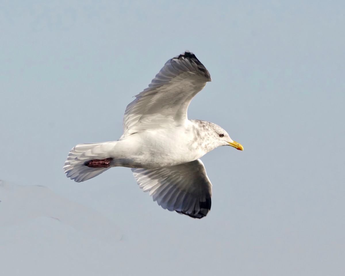 Iceland Gull (Thayer's) - Peder Svingen