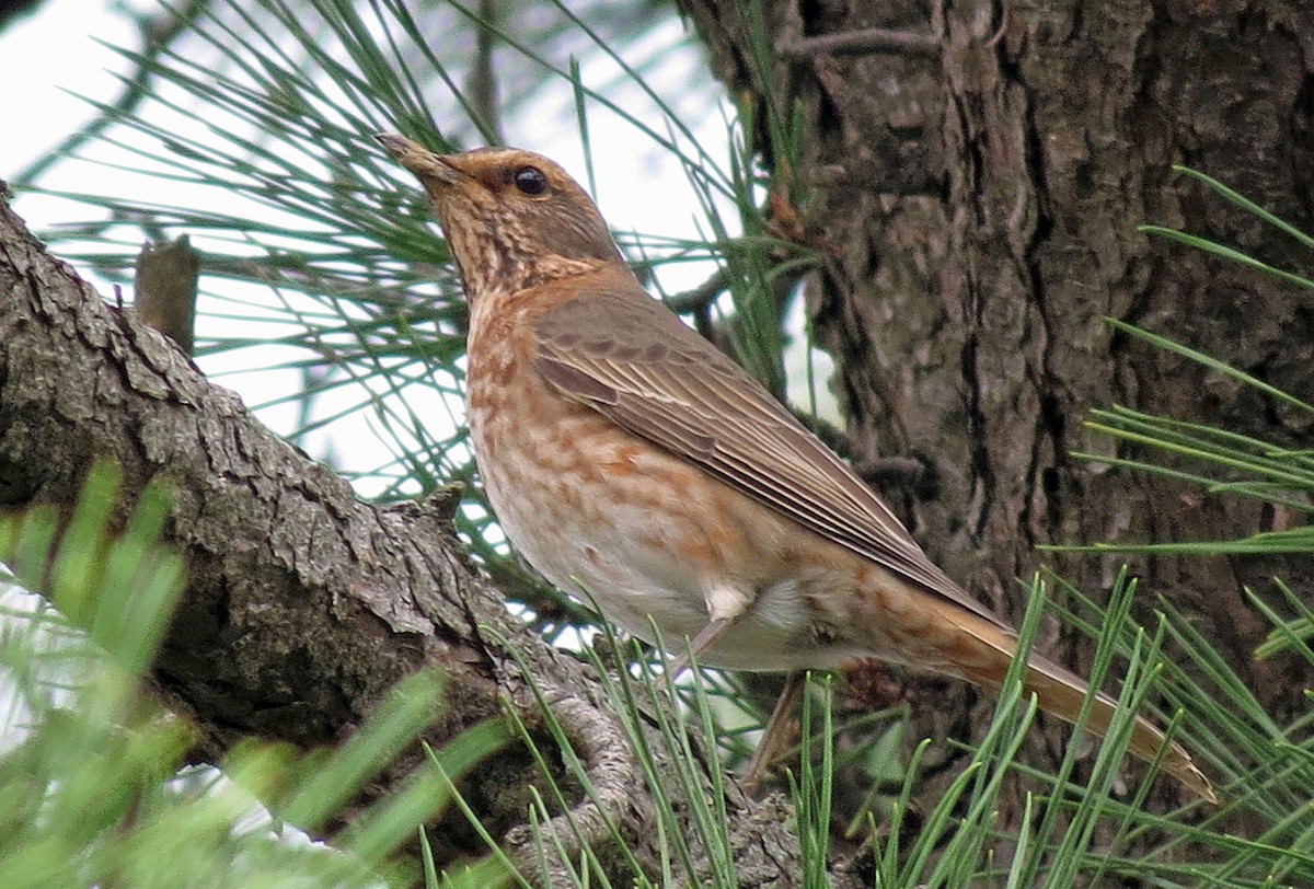 Naumann's Thrush - ML24871701