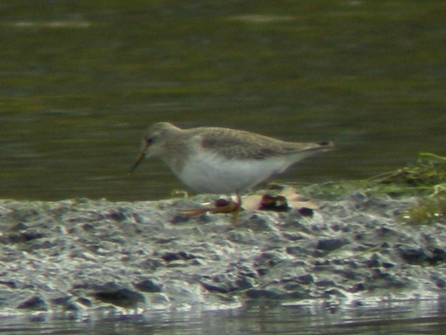 Temminckstrandläufer - ML248718111