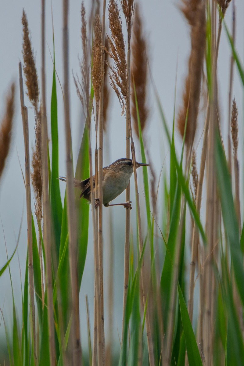 Marsh Wren - ML248718381