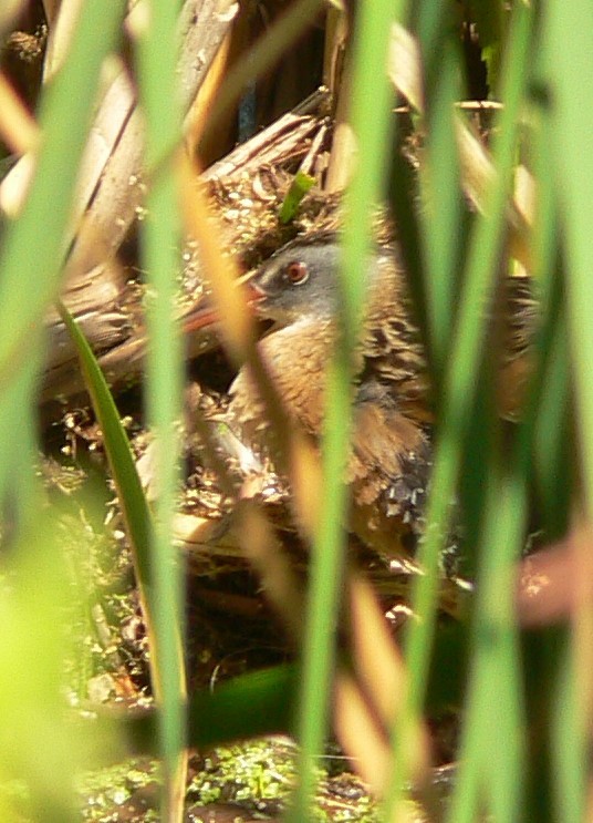 Virginia Rail - ML248720151