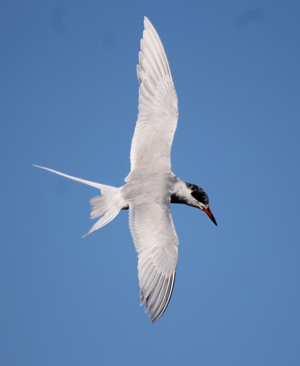 Forster's Tern - Tammie Vied Smith