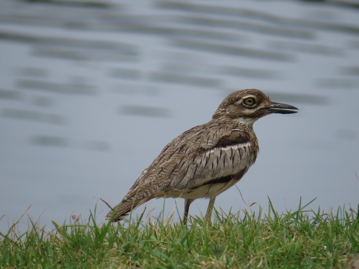 Water Thick-knee - ML24872311