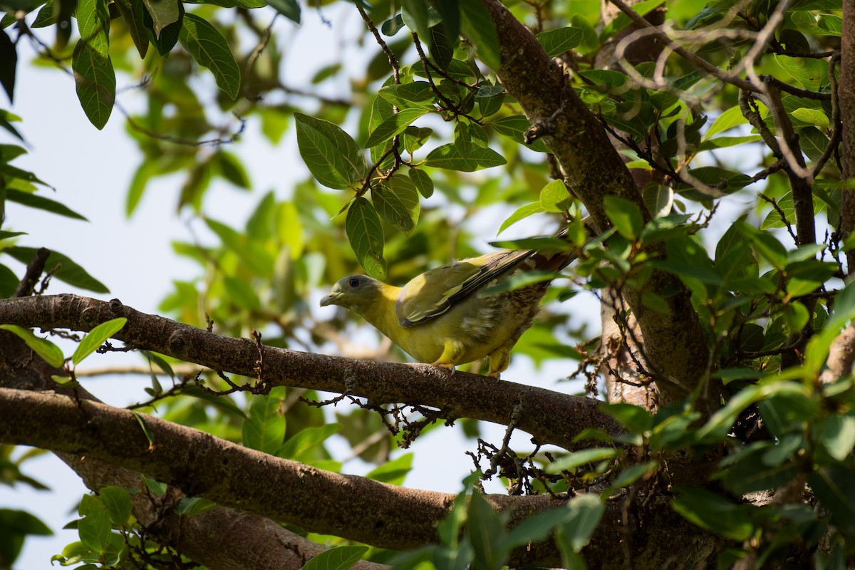 holub fialovoramenný - ML248724241