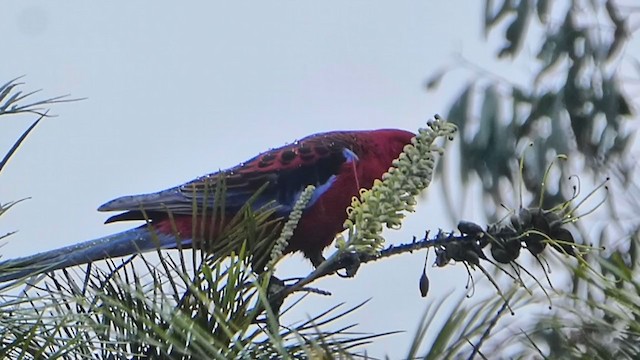 Crimson Rosella - ML248724391