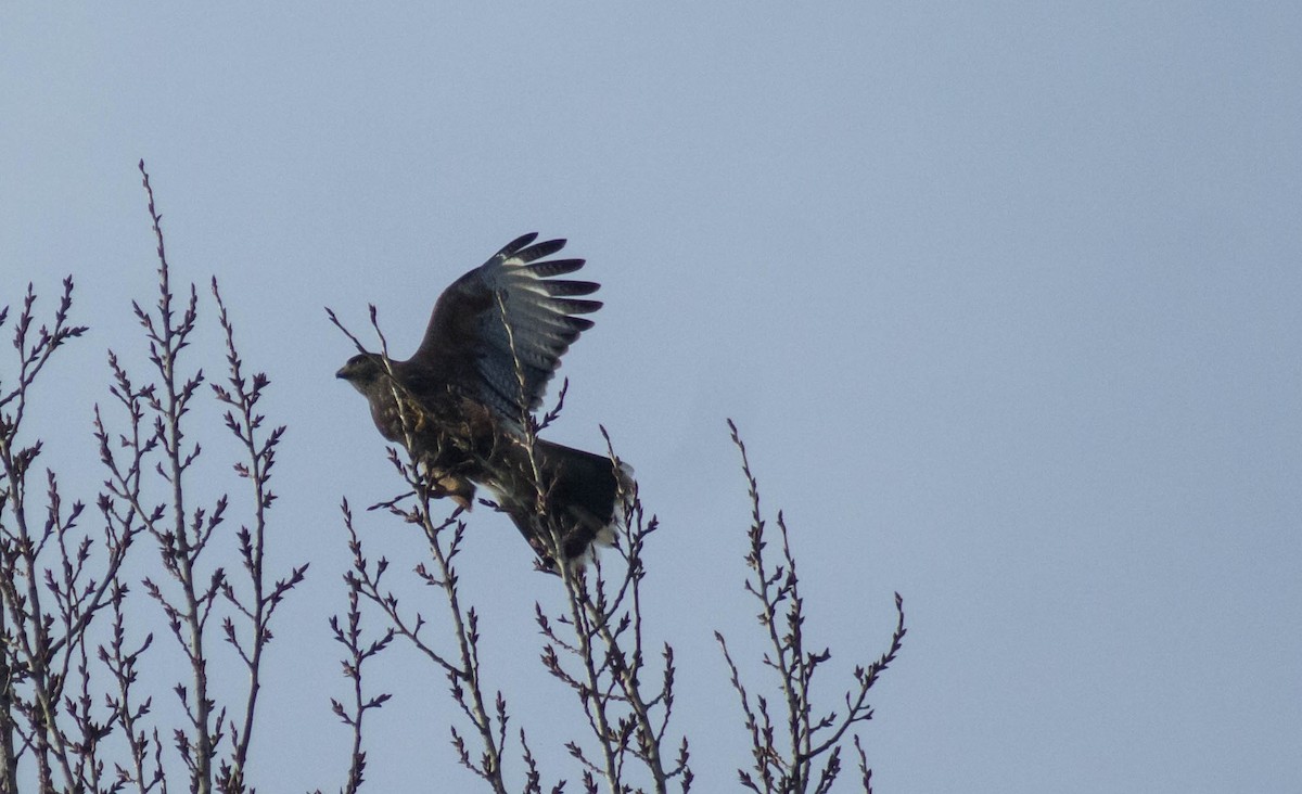 Harris's Hawk - ML248724941