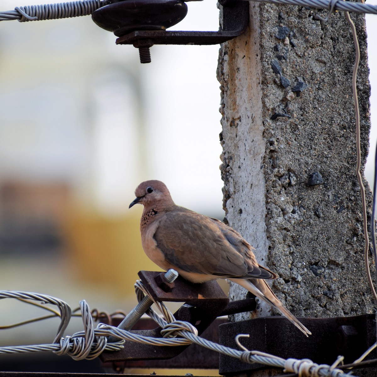 hrdlička senegalská - ML248725271