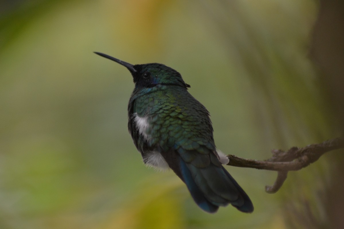 Sparkling Violetear - Andrés  Ayala Sarasty