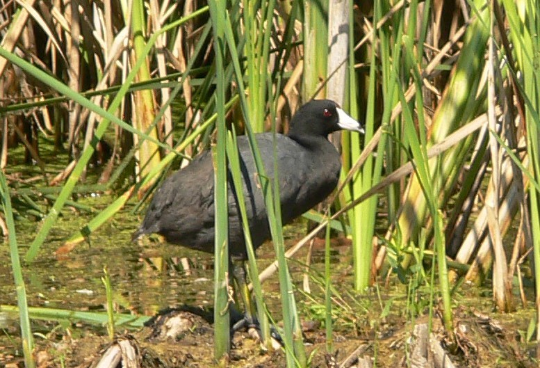 American Coot (Red-shielded) - ML248729661