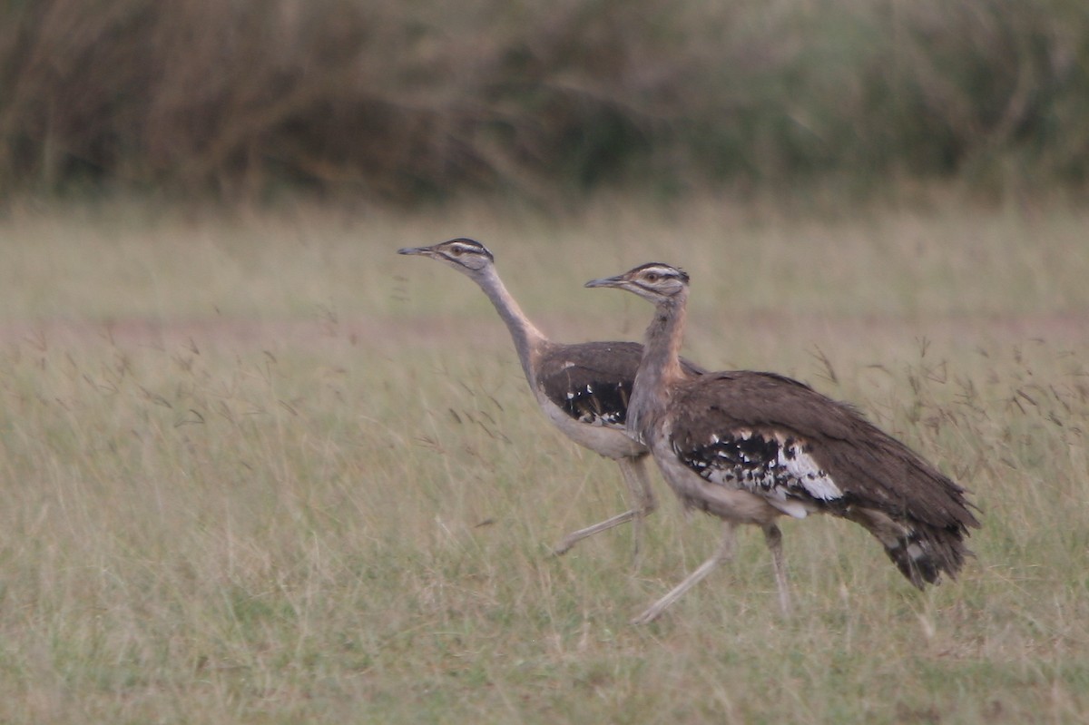 Denham's Bustard - Bruce Robinson