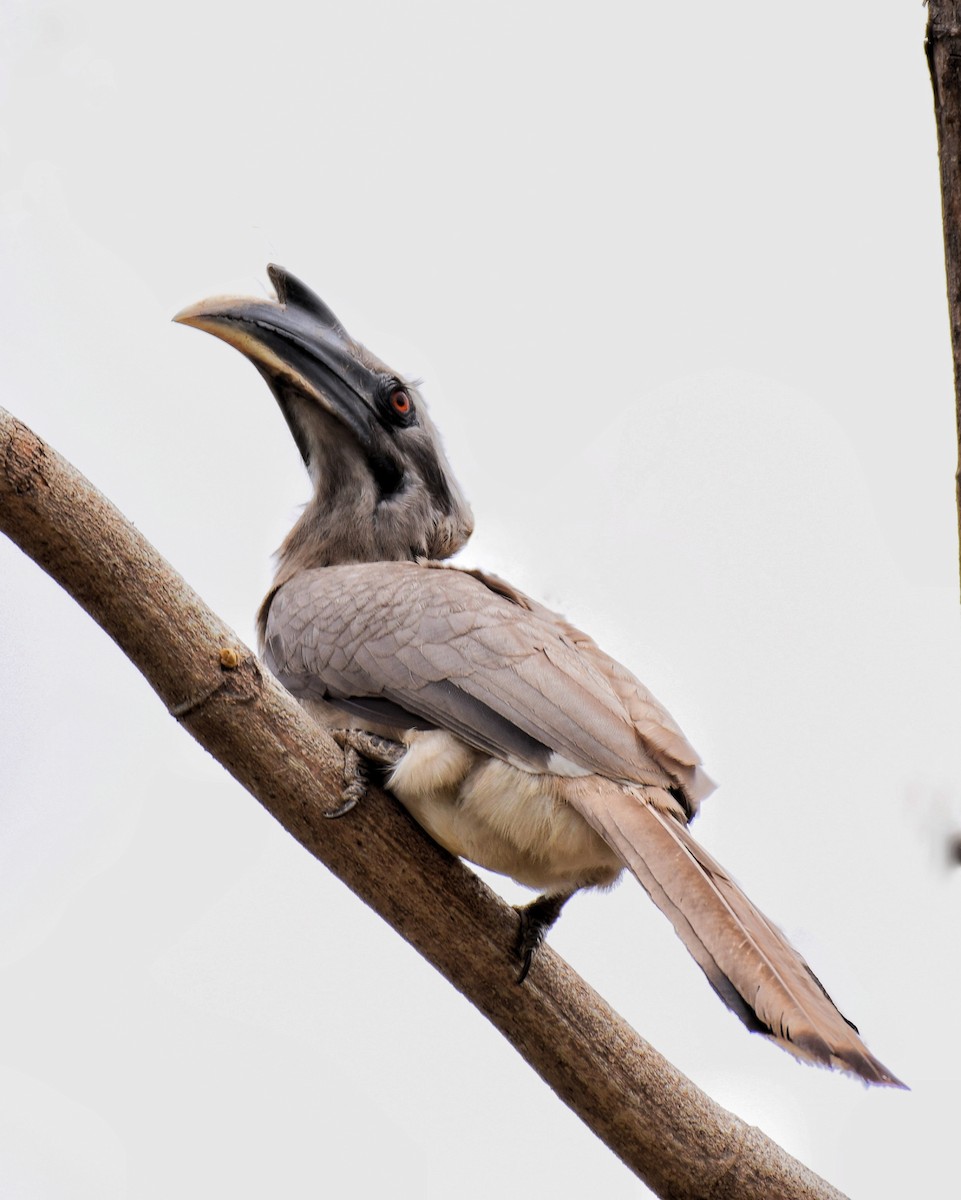 zoborožec klínoocasý - ML248730561