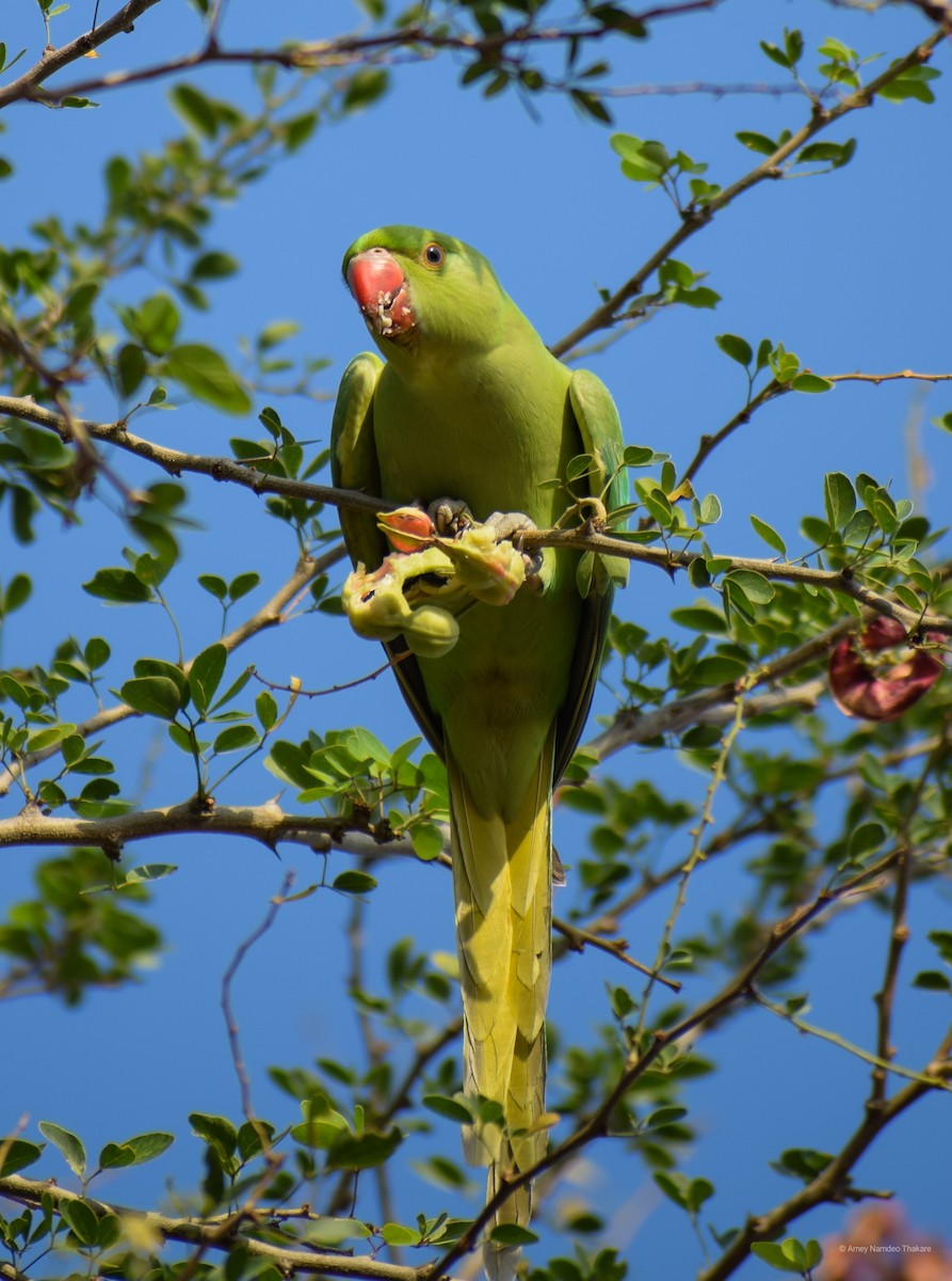 alexandr malý - ML248730971