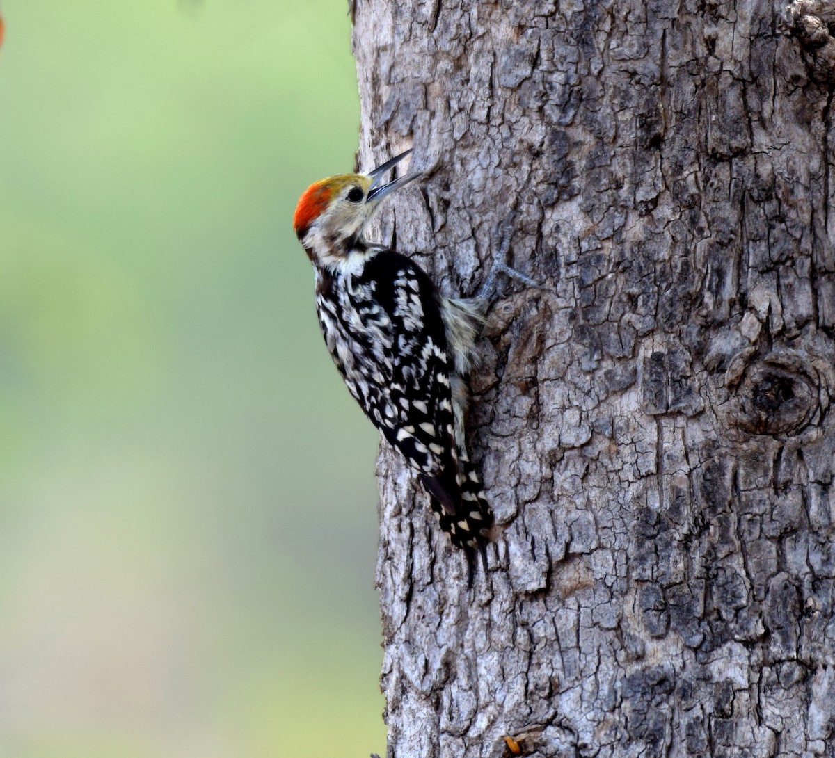 strakapoud indický - ML248731591