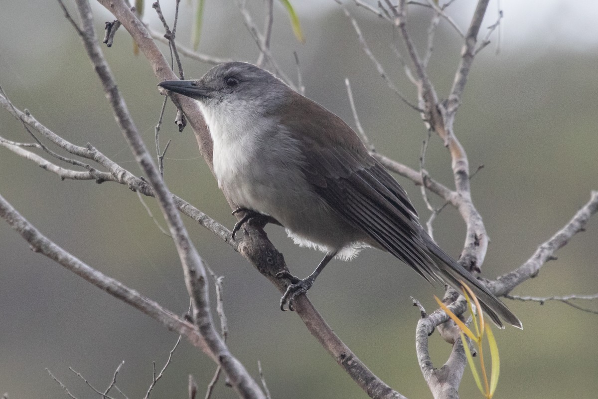 Gray Shrikethrush - ML248731861