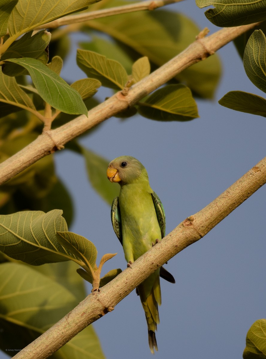 alexandr indický - ML248731891