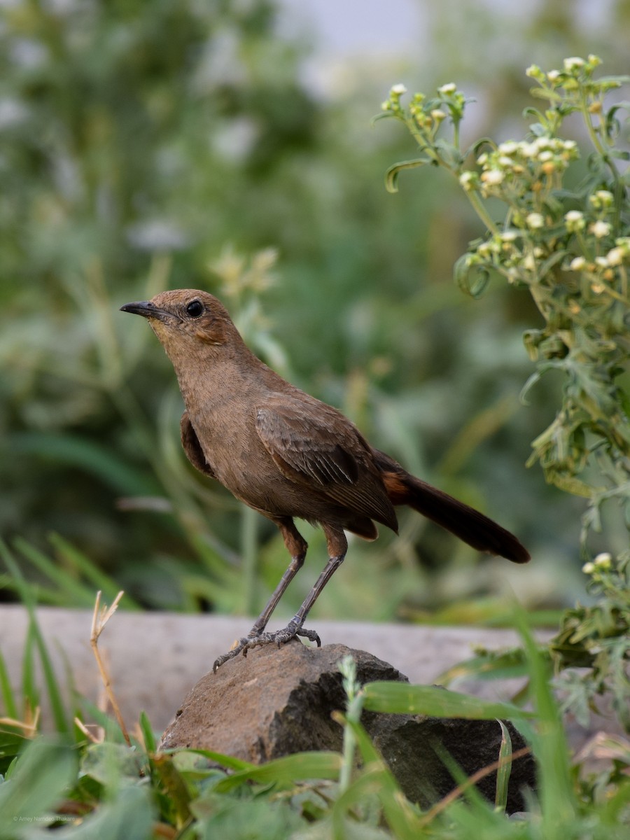 Indian Robin - ML248732061