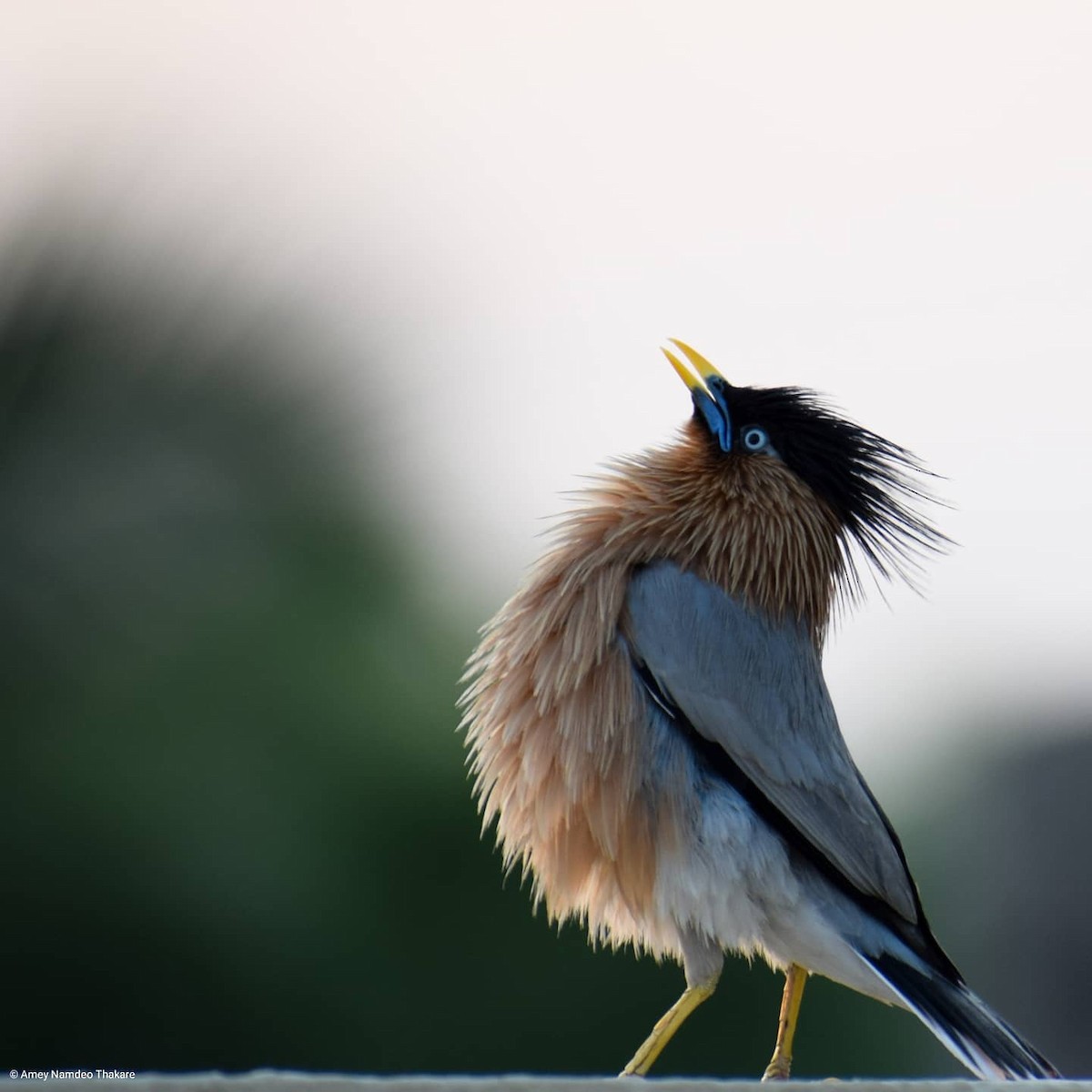 špaček pagodový - ML248732351