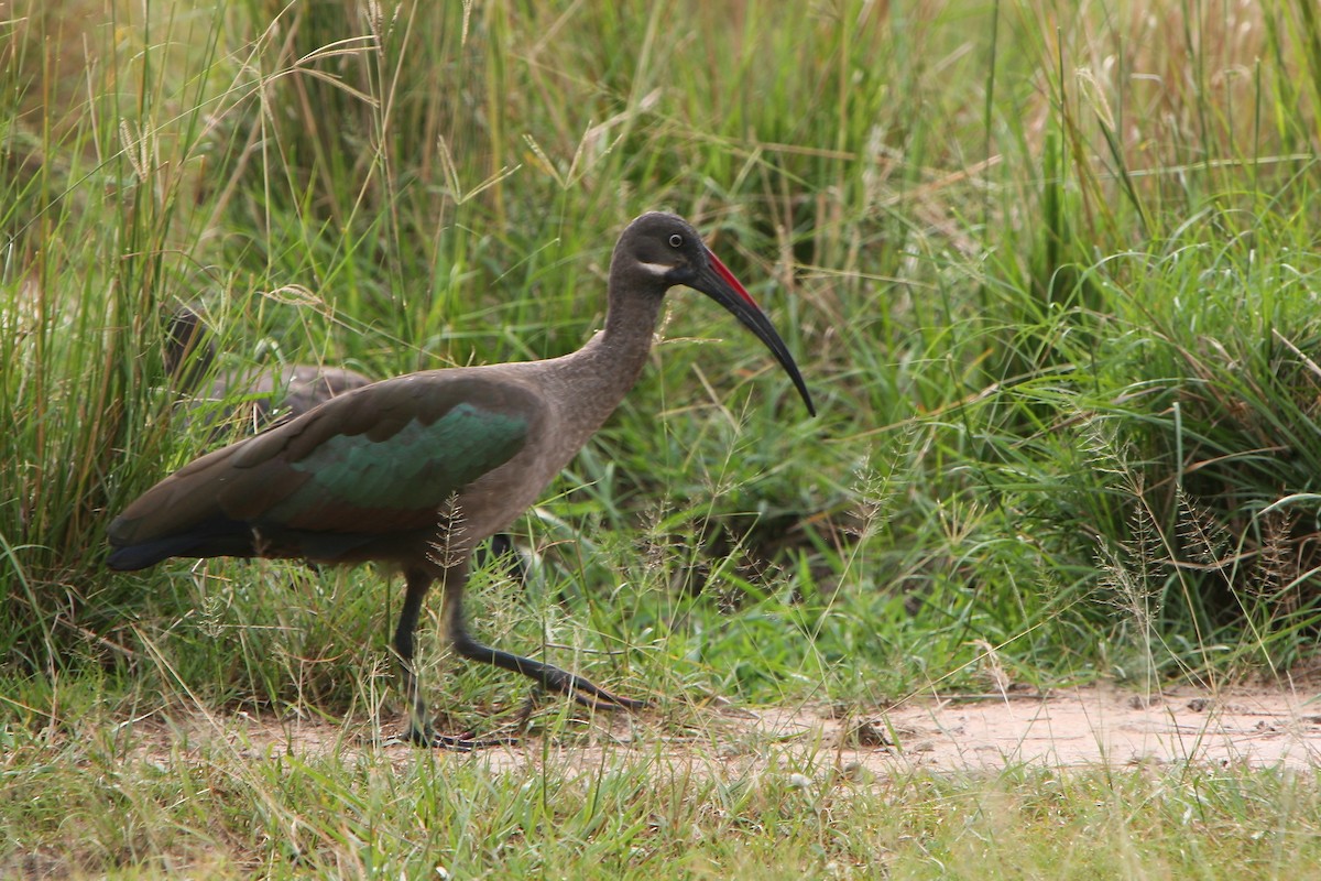 Hadada Ibis - ML248732681