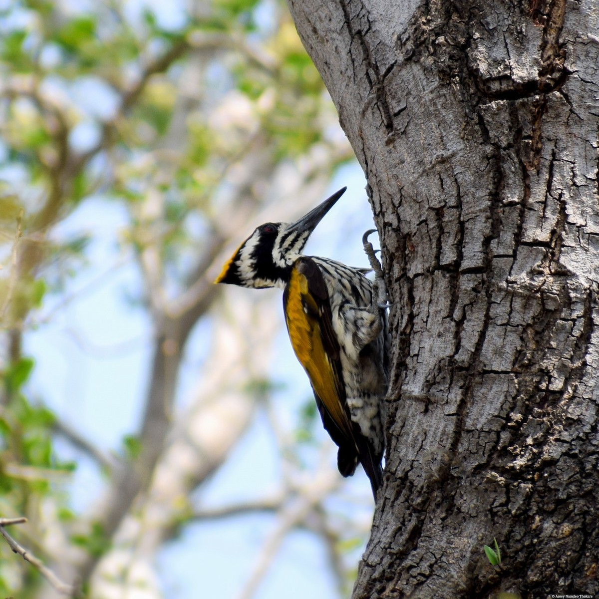 datel zlatoramenný - ML248732741