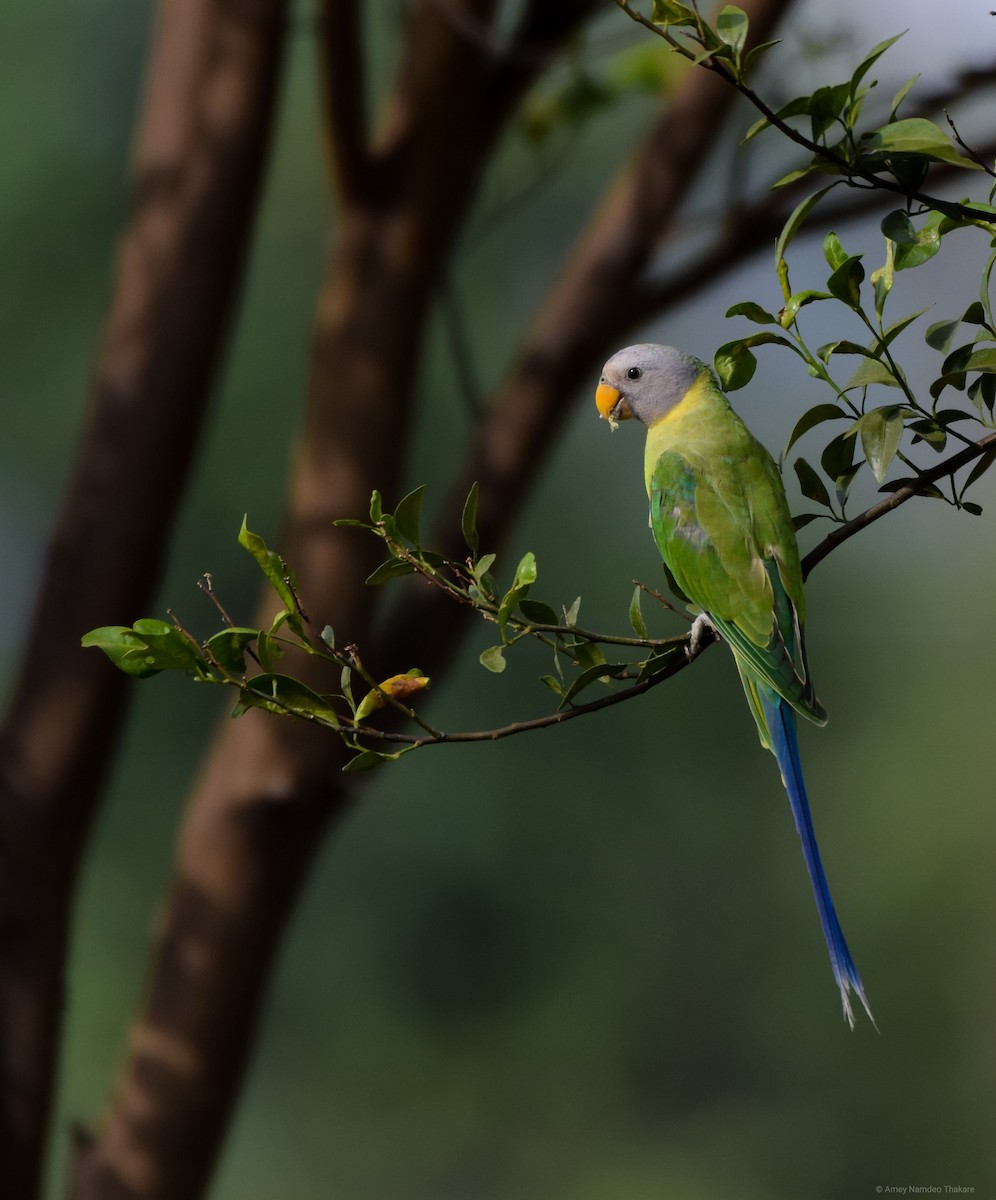 alexandr indický - ML248732851