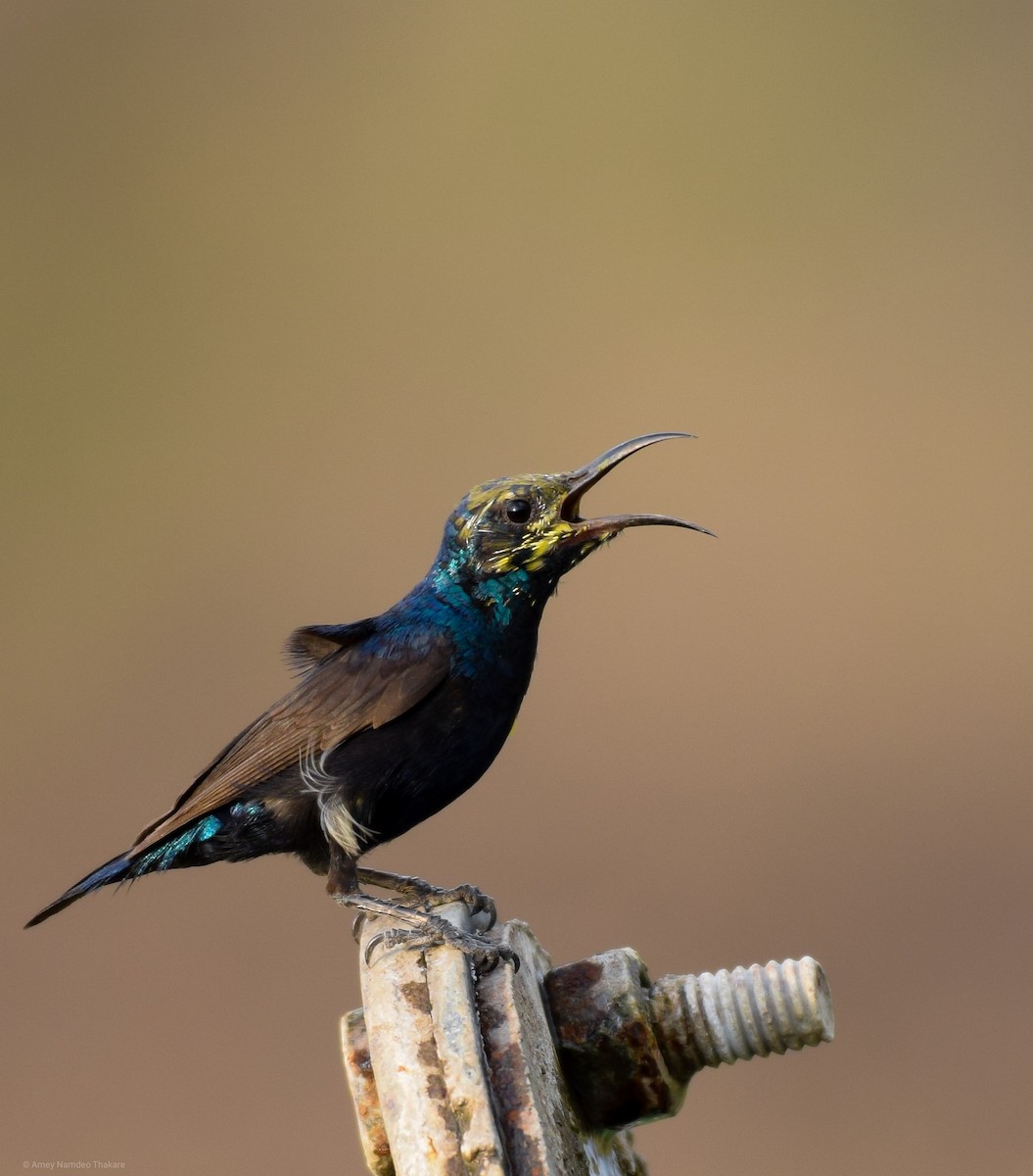 strdimil fialový - ML248733001