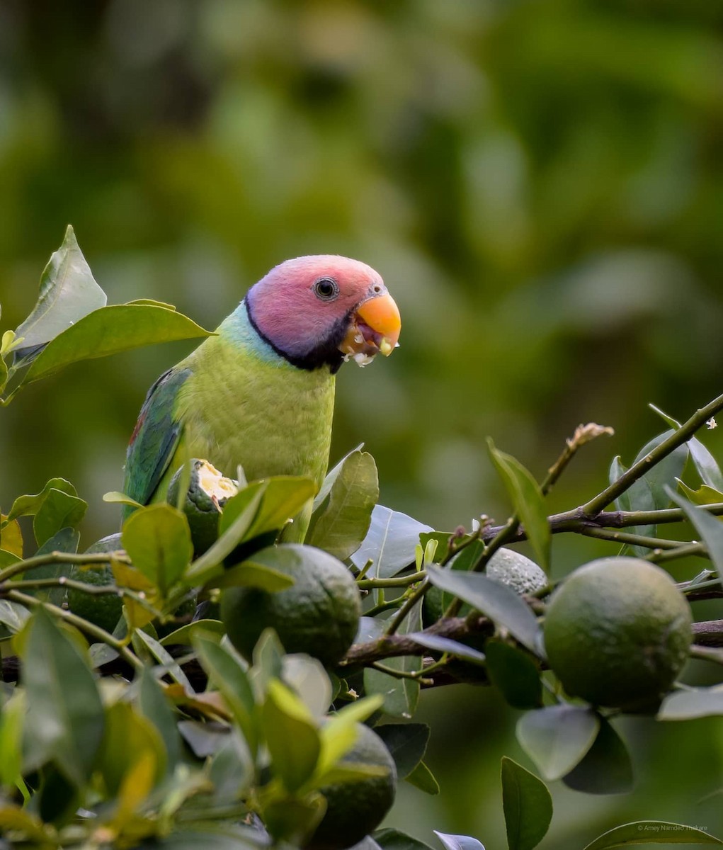 alexandr indický - ML248733461