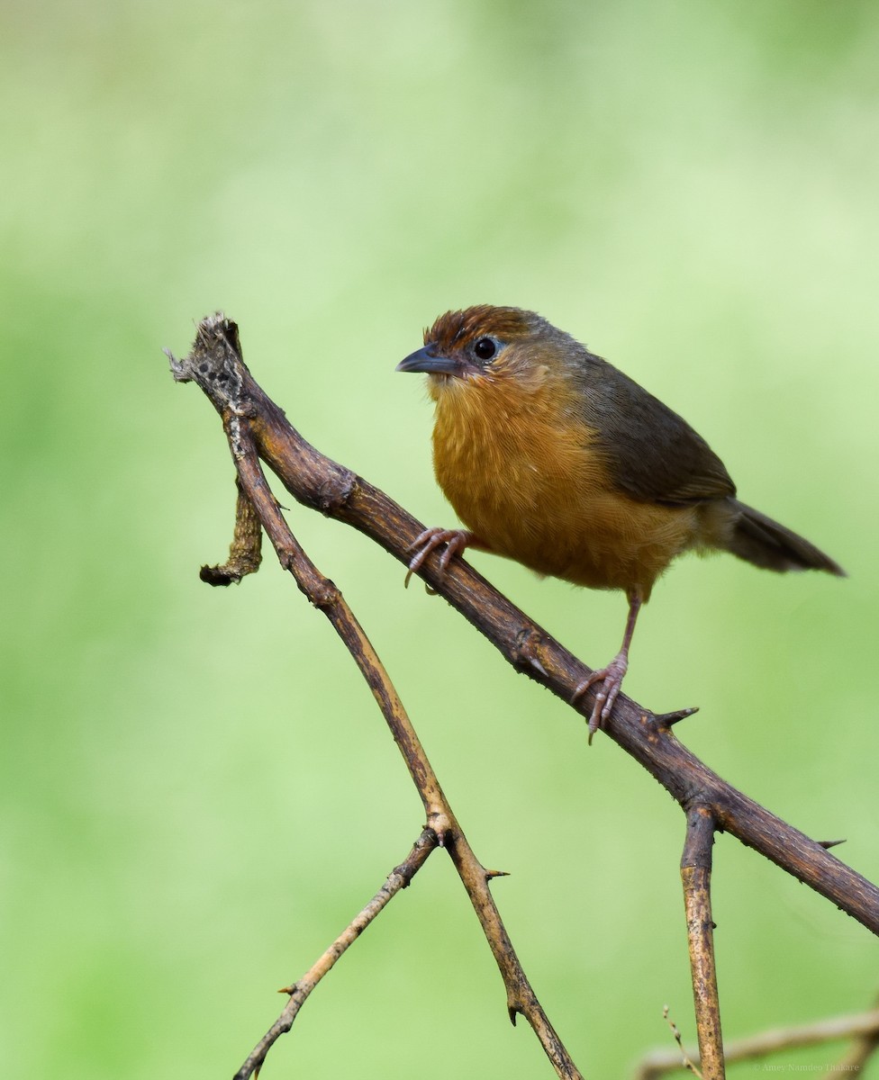 Tawny-bellied Babbler - ML248733611