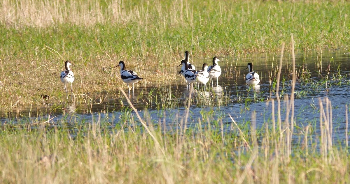 Pied Avocet - ML248733741