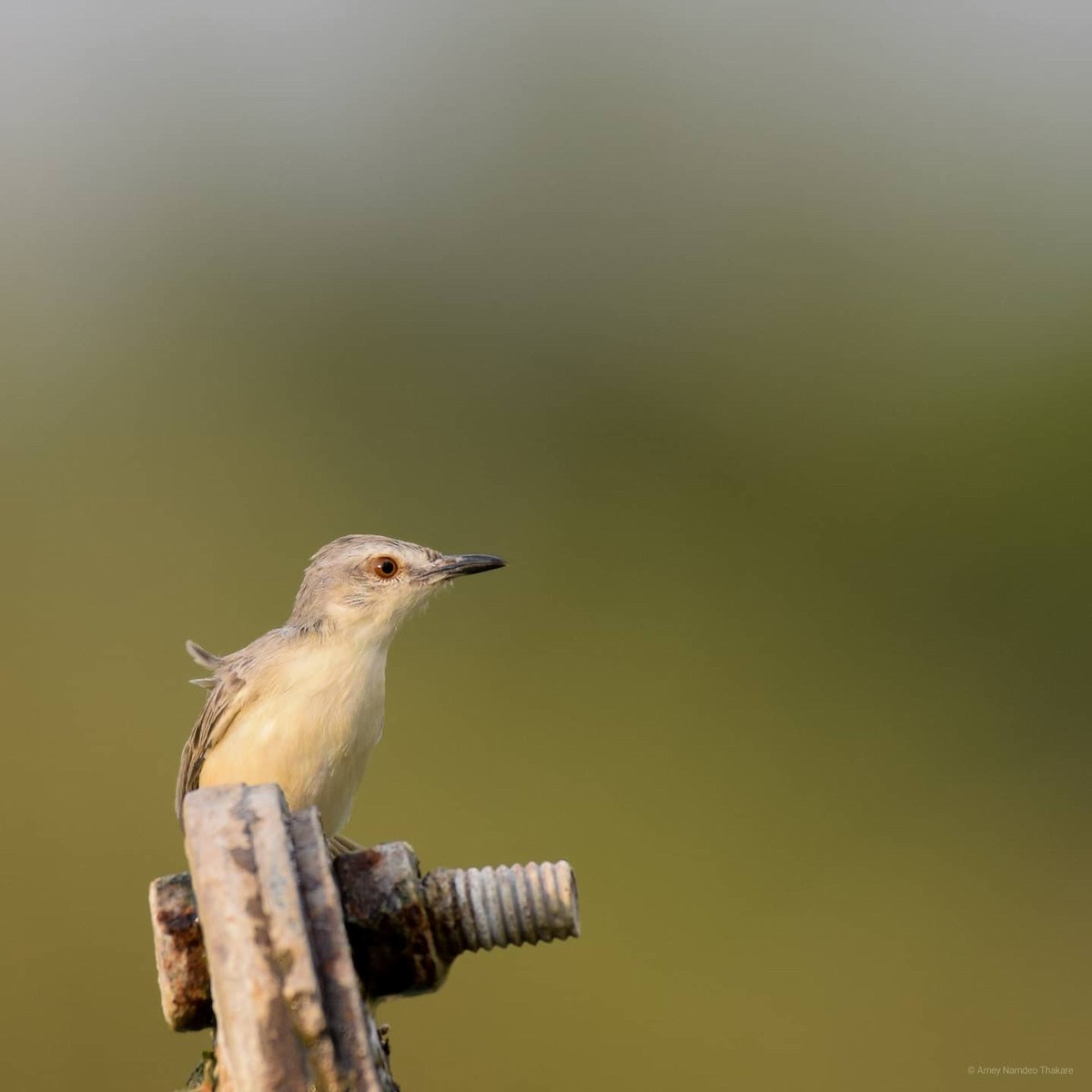 Plain Prinia - ML248733751