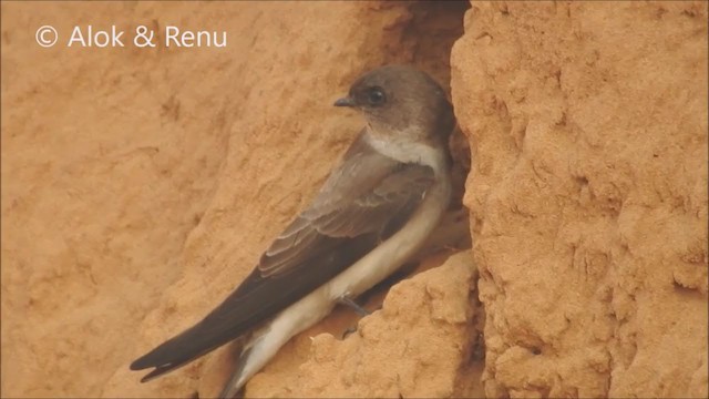 Gray-throated Martin - ML248736471