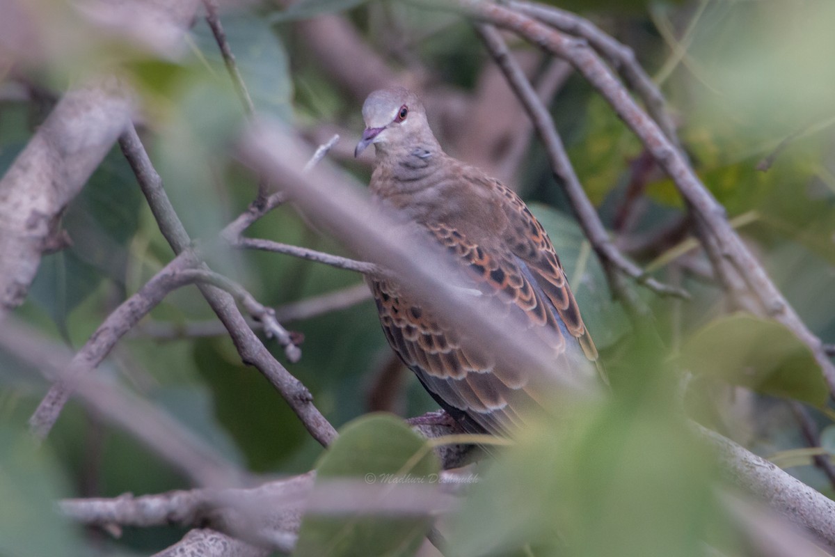 Oriental Turtle-Dove - ML248737621
