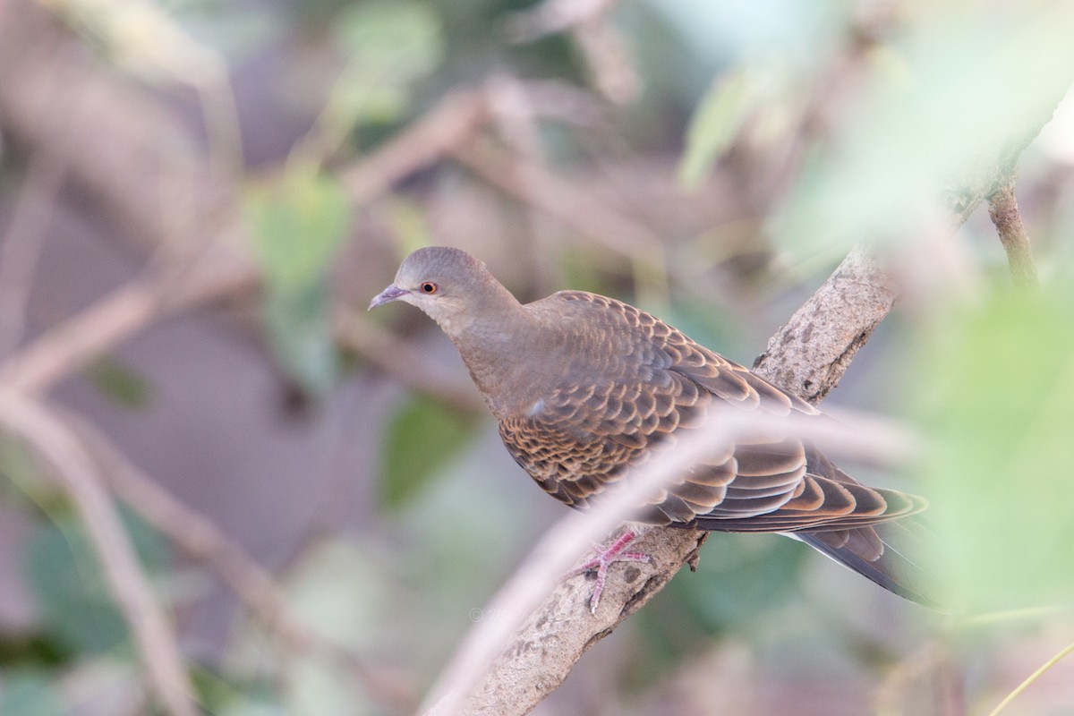 Oriental Turtle-Dove - ML248737651