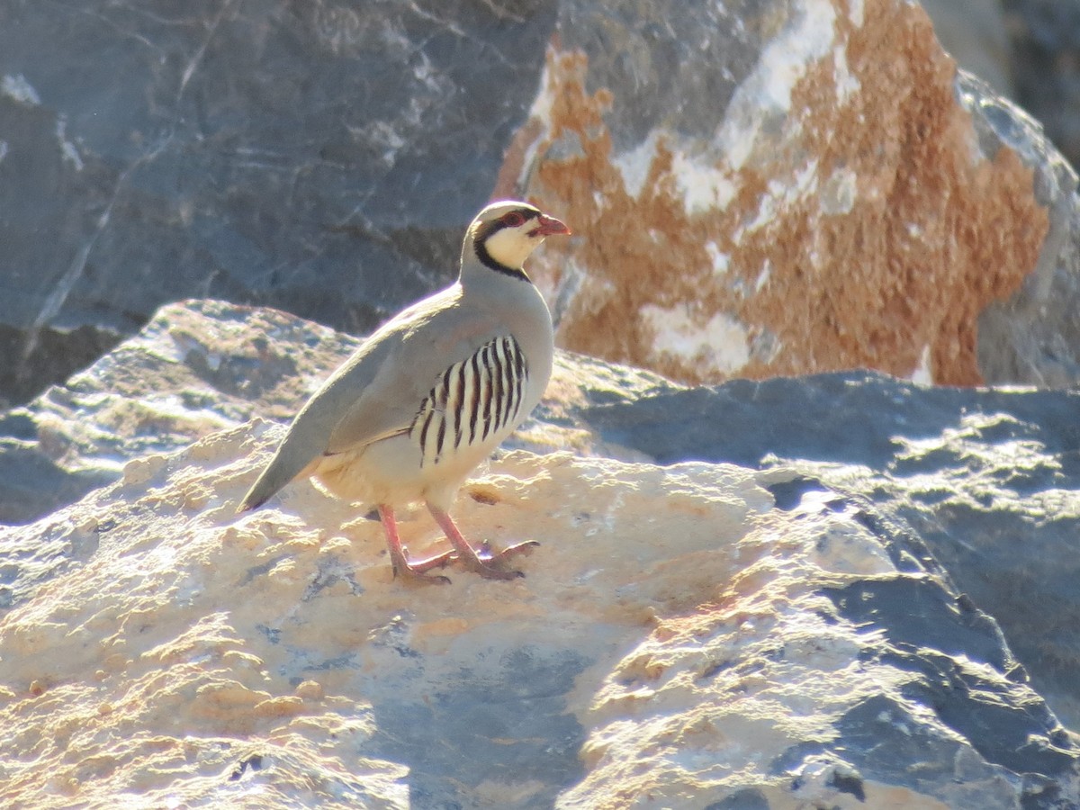 Chukar - ML248738611