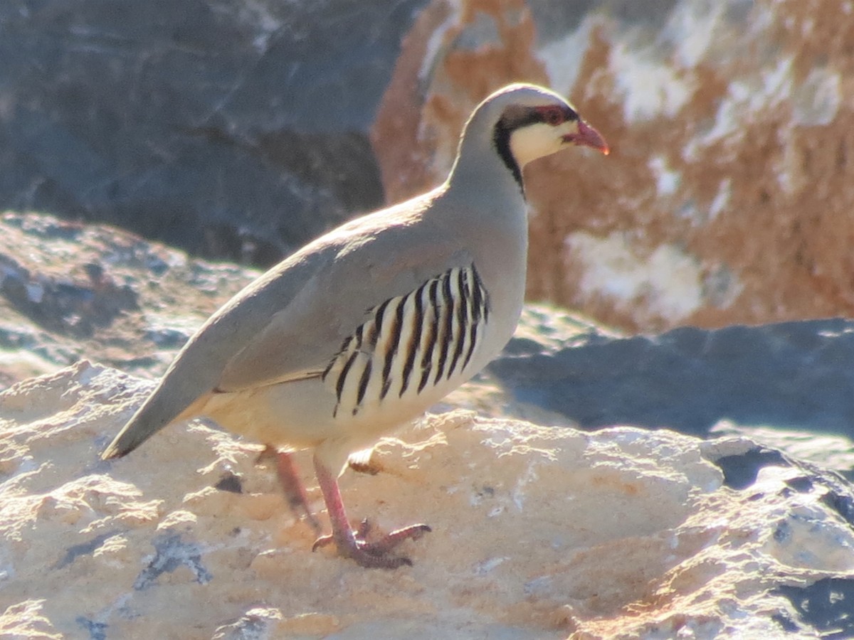 Chukar - ML248738621