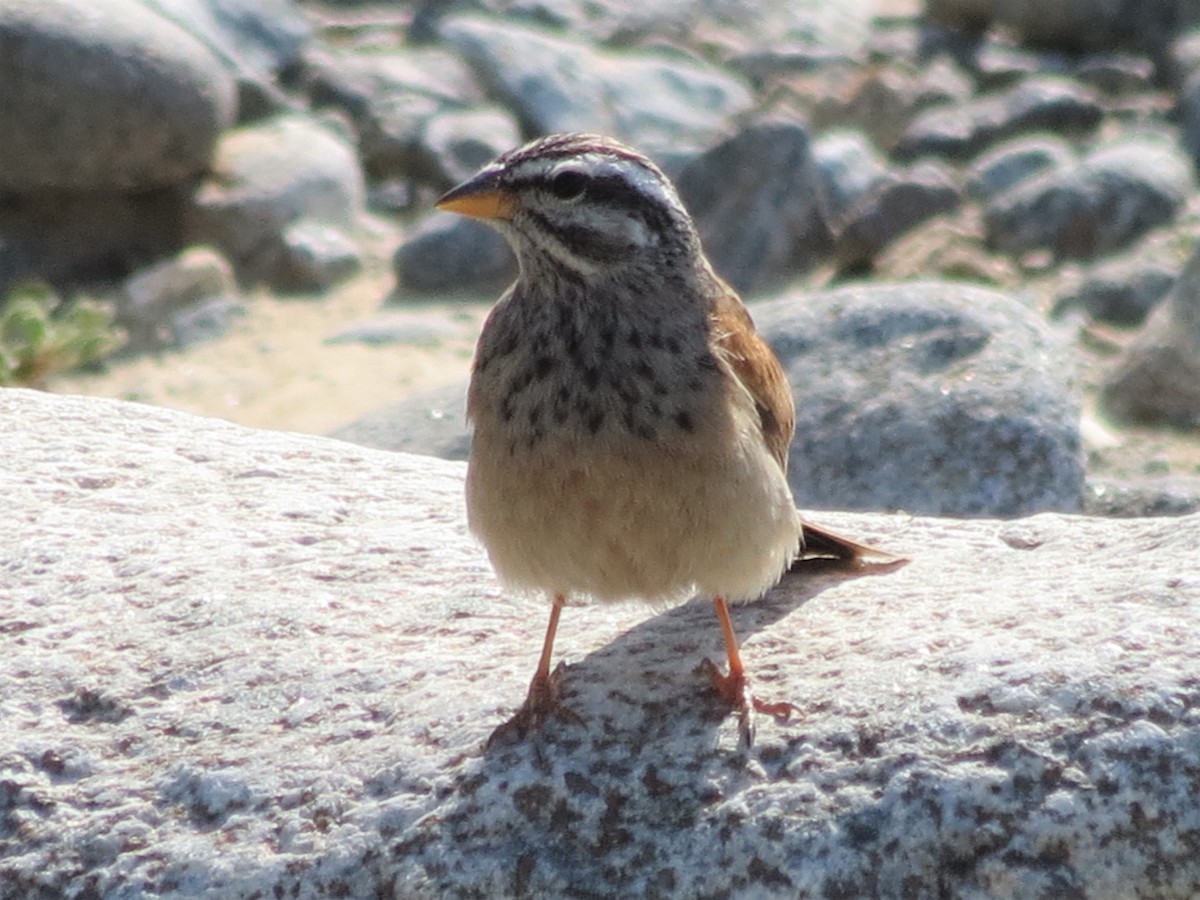 Striolated Bunting - ML248738691