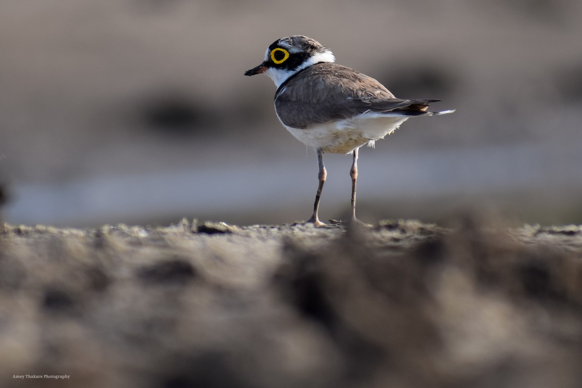 kulík říční - ML248738911