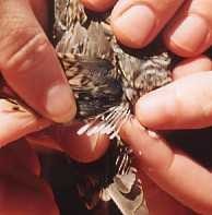 Pin-tailed Snipe - ML248739601