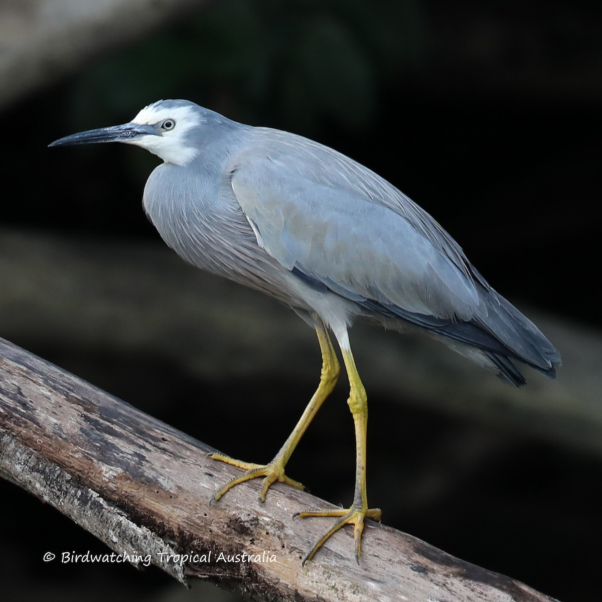White-faced Heron - Doug Herrington || Birdwatching Tropical Australia Tours