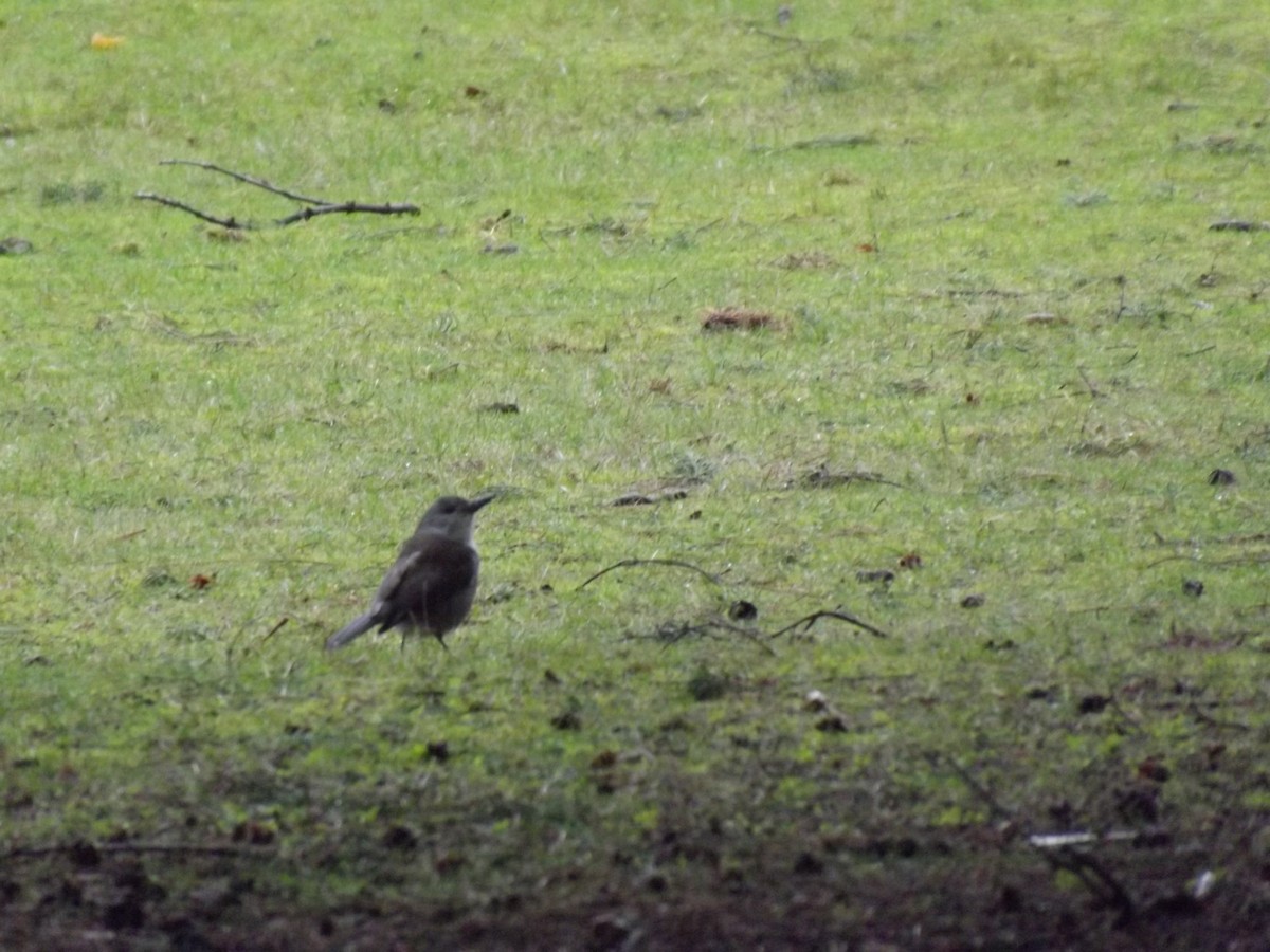 Gray Shrikethrush - ML248743351