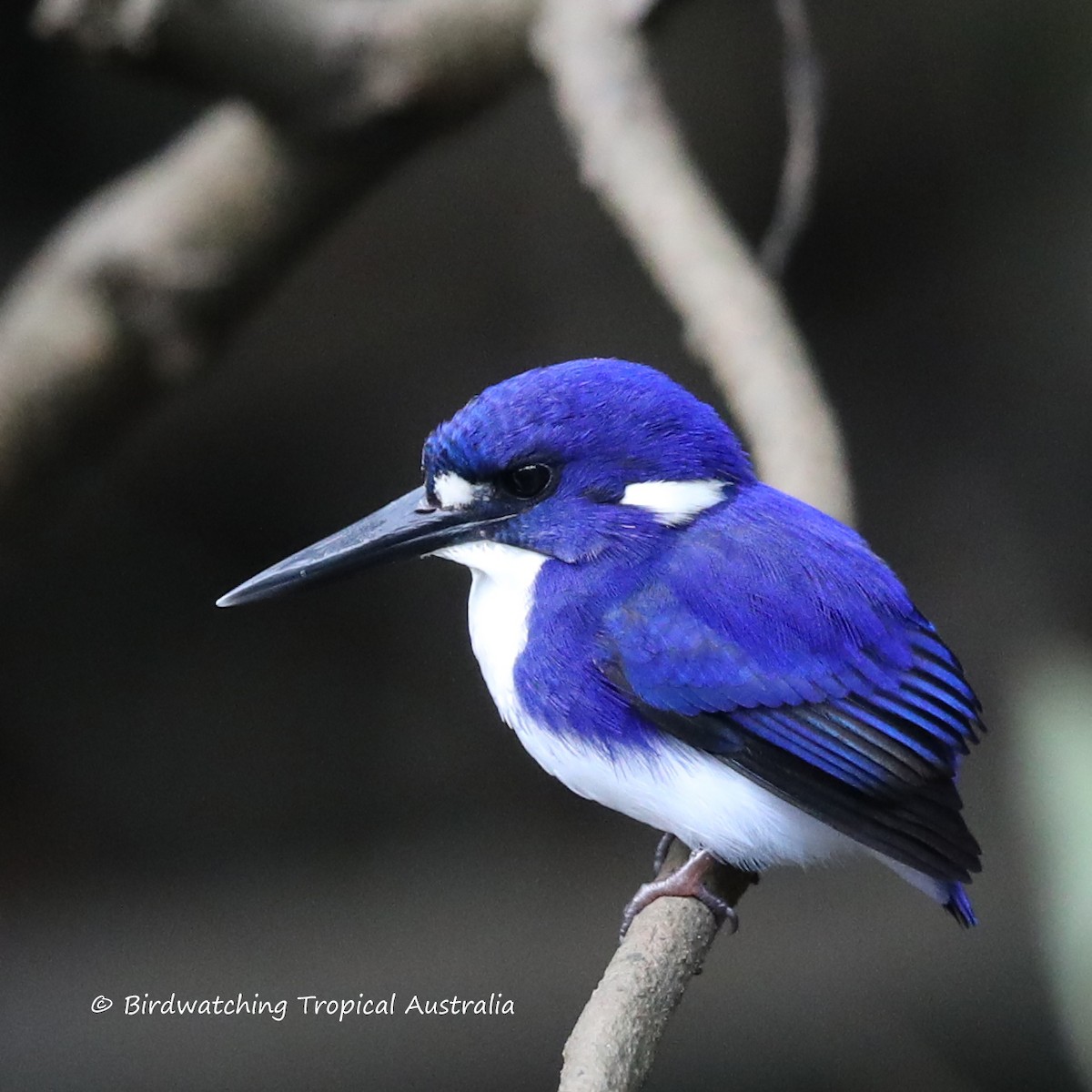 Little Kingfisher - ML248743871