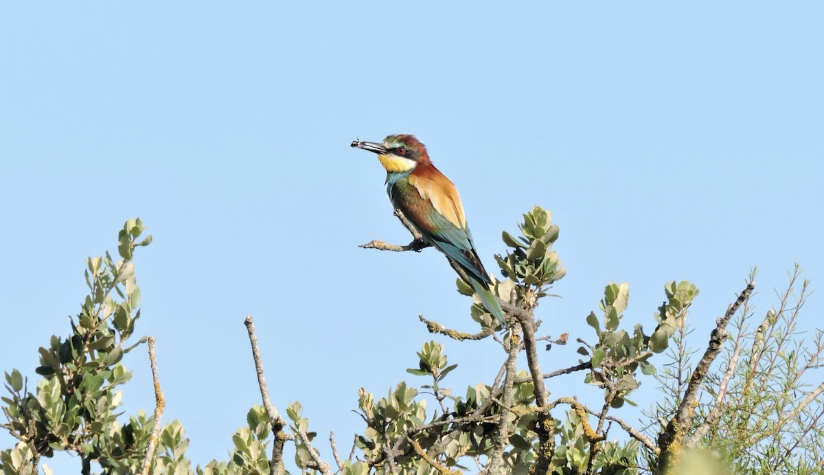European Bee-eater - ML248744871