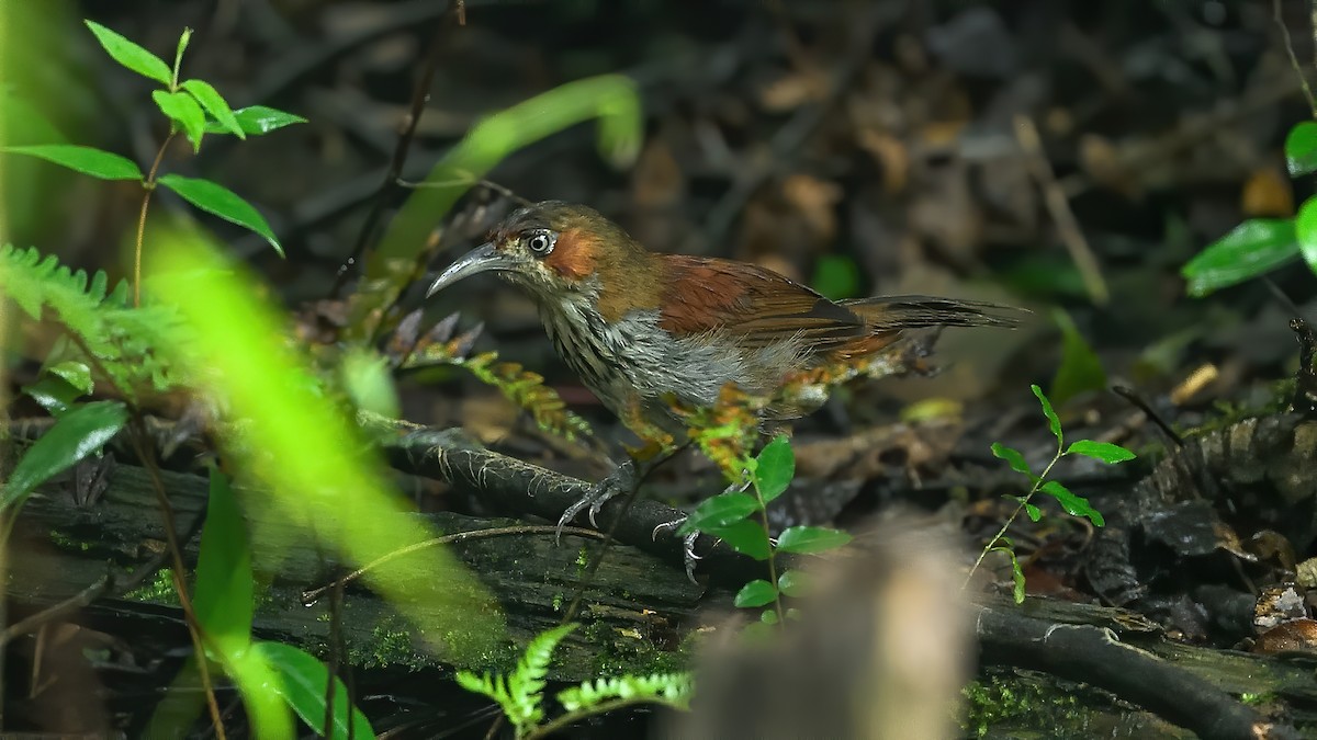 Gray-sided Scimitar-Babbler - ML248745051