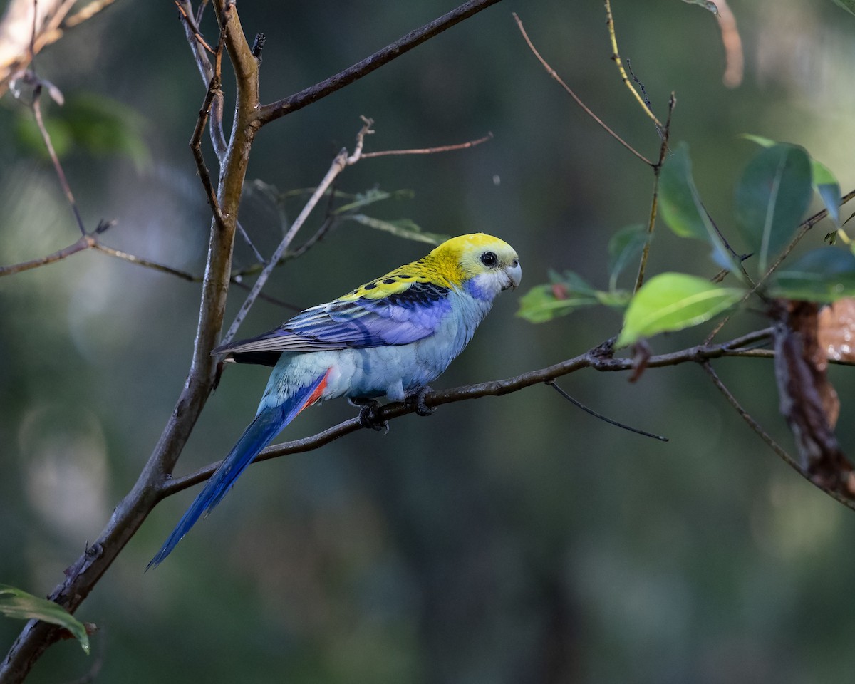 Pale-headed Rosella - ML248745361