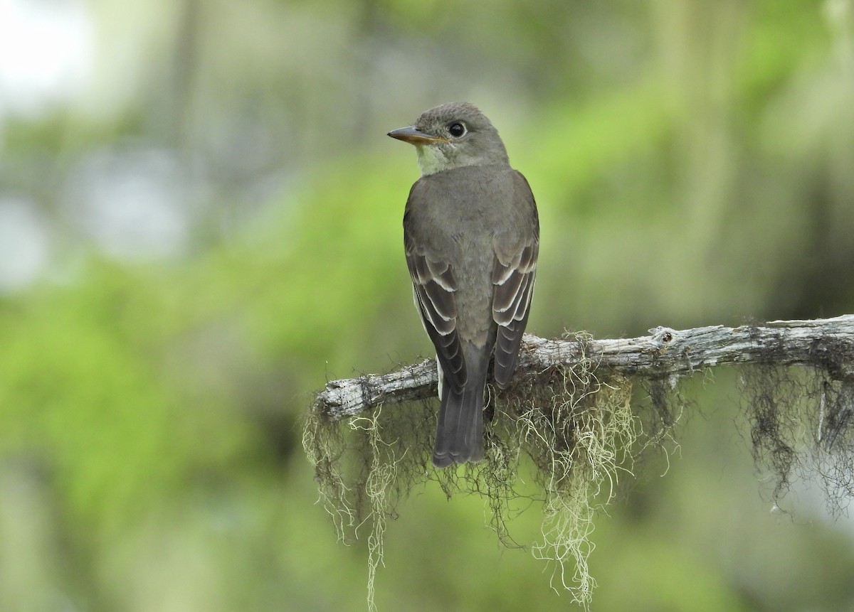 Olive-sided Flycatcher - Amy Clark Courtney