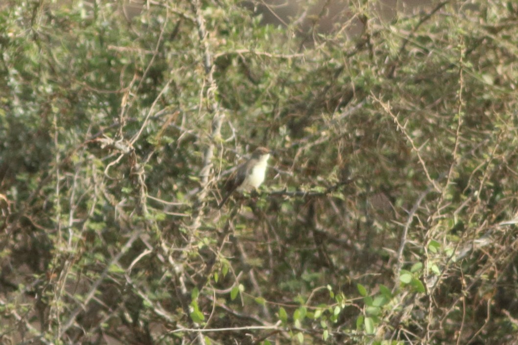 Red-fronted Prinia - Alexandre Hespanhol Leitão