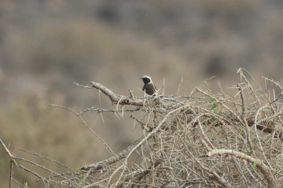 Pied Wheatear - ML248746221