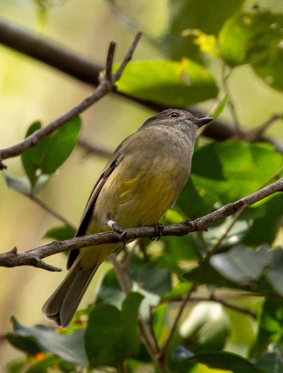 Golden Whistler - ML248746331