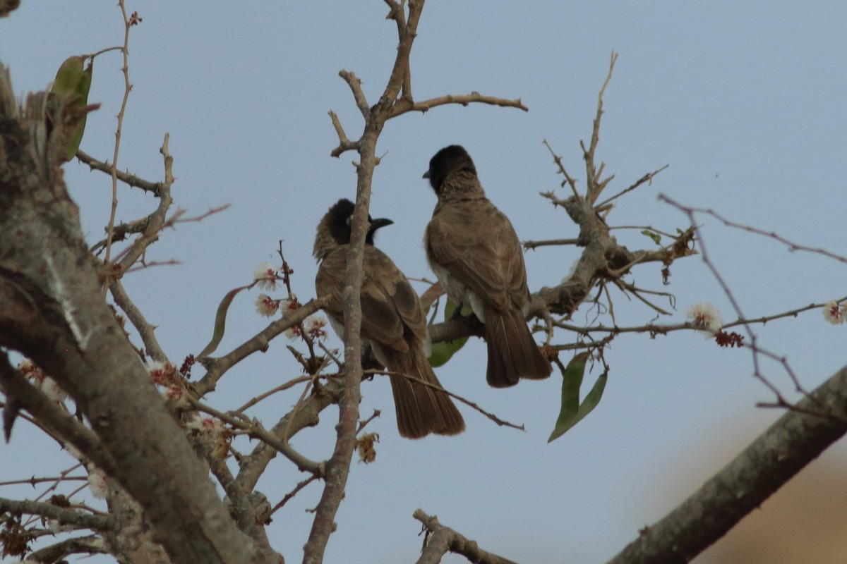 Bulbul Naranjero - ML248746541