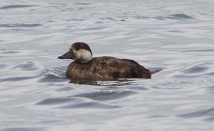 Black Scoter - ML24874811