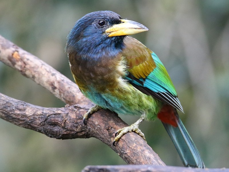 barbet velký - ML248748951